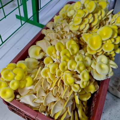 Việc nuôi nấng nấm thương mại dễ dàng hơn với thùng chứa nấm