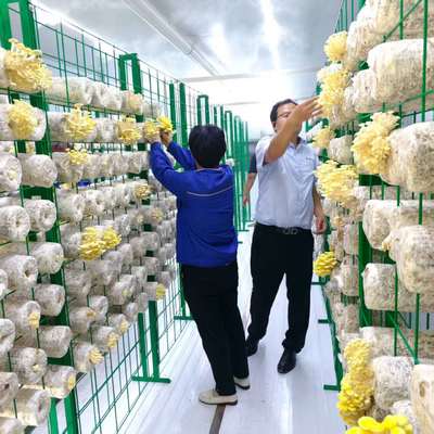 Chất chứa nấm thân thiện với môi trường cho mục đích giáo dục bền linh hoạt