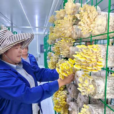 Chất chứa nấm bền vững cho nông thôn và ngoại ô đô thị