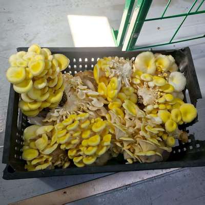 Thùng Chứa Trồng Nấm Năng Suất Cao